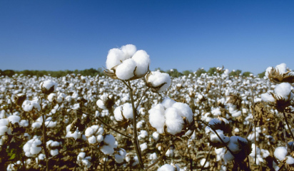 Из сырья в продукцию