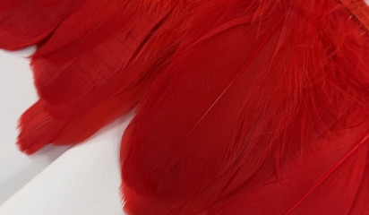Перо на ленте красный