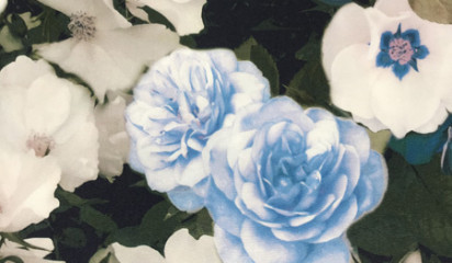 Хлопок с крупным цветочным принтом ХБ-8914